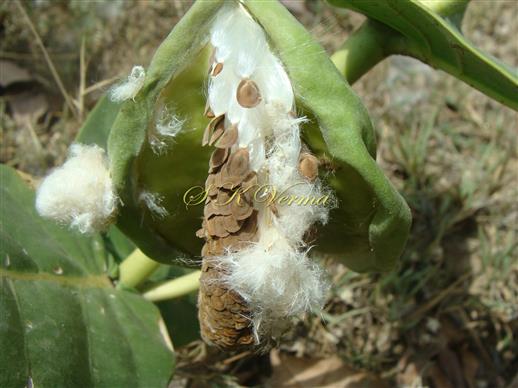  Dehisced fruit